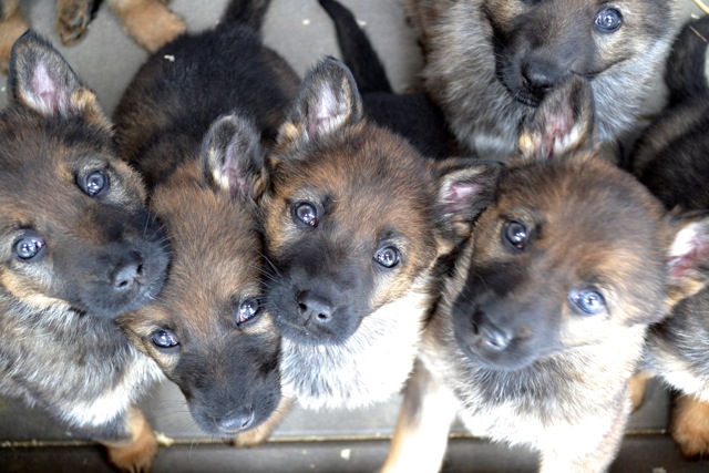 Trained German Shepherd Dogs